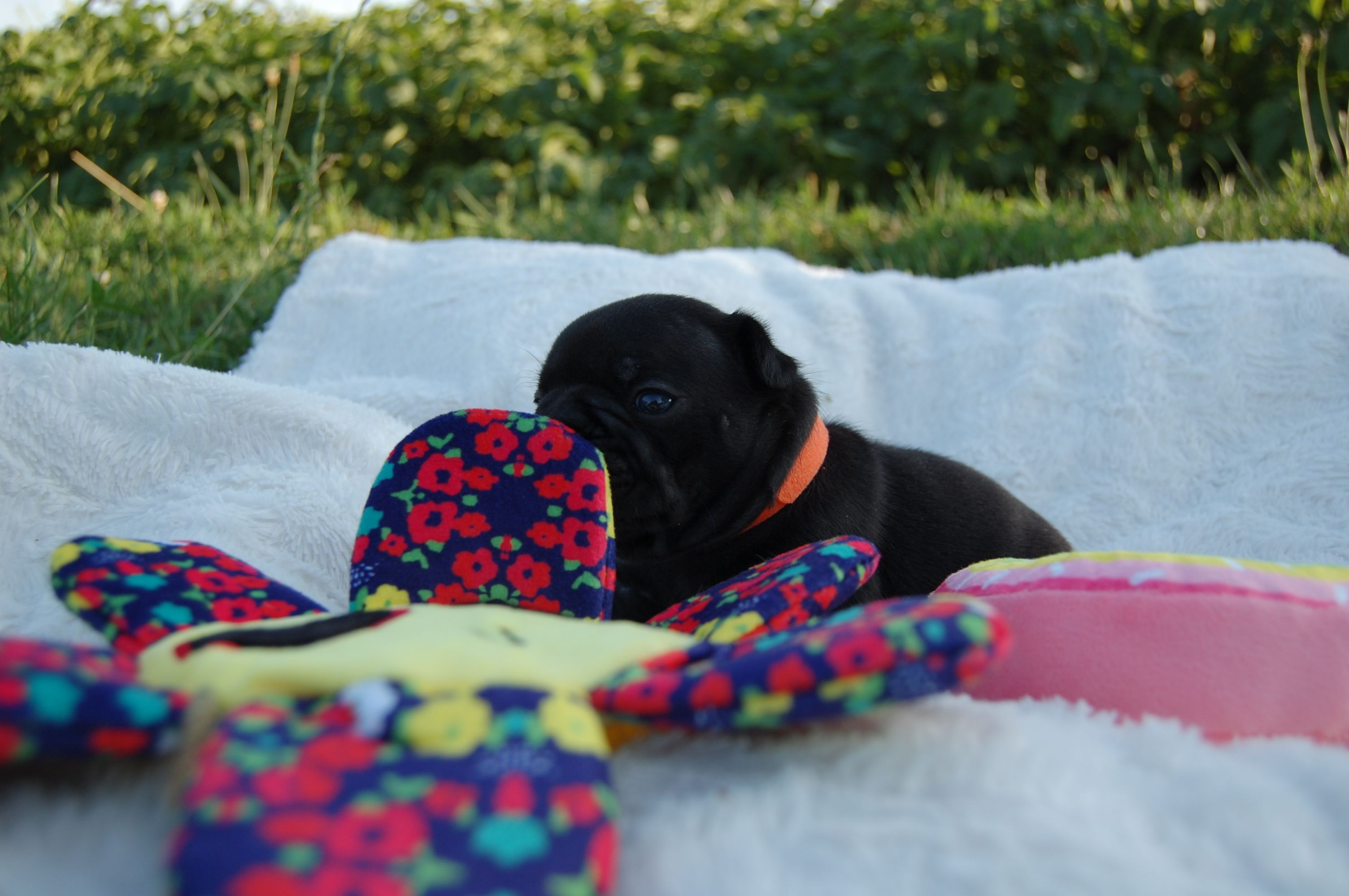  <svg class='orange'></svg> <b>Ma Cherry Melody</b> <svg class='orange'></svg>